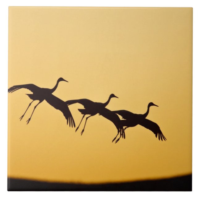 Sandhill Crane landing at sunset Tile (Front)