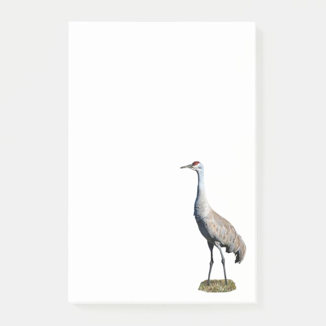 Sandhill Crane Photo 4x6 Notes (Front)