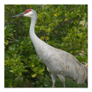 Sandhill Crane Photo Print