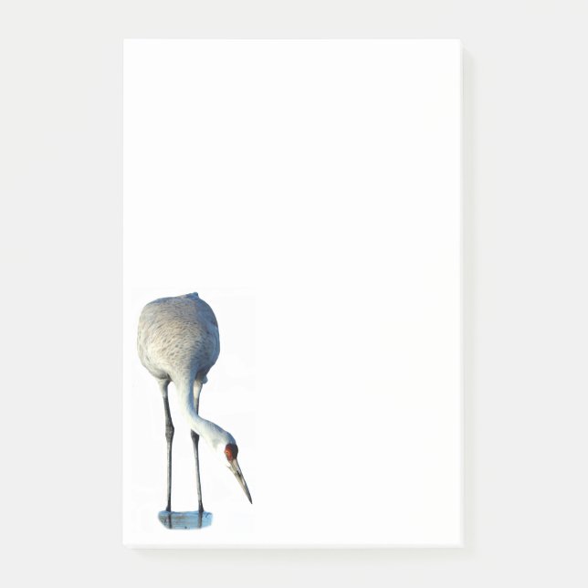 Sandhill Crane Photo Stationery 4x6 Post-it Notes (Front)
