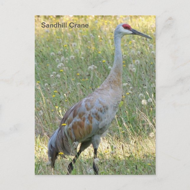 Sandhill Crane Postcard (Front)