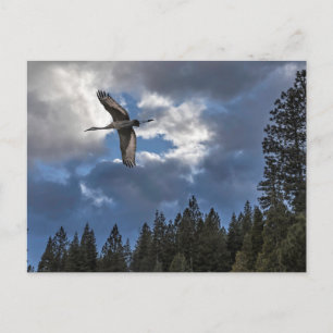 SANDHILL CRANE POSTCARD