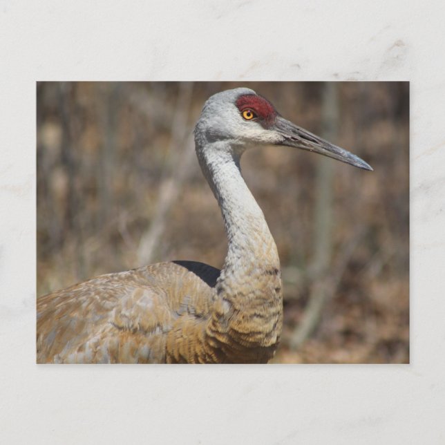 Sandhill Crane postcard (Front)