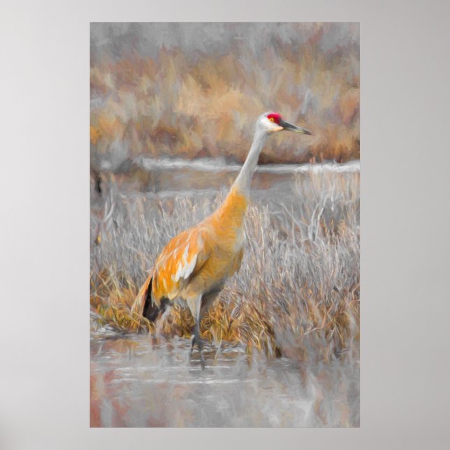 Sandhill Crane Poster (Front)