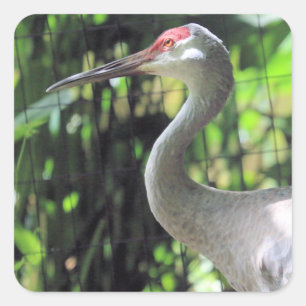 Sandhill crane   square sticker