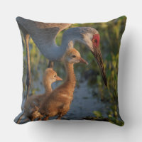 Sandhill crane with chicks, Florida
