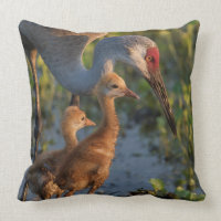 Sandhill crane with chicks, Florida