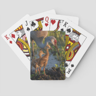 Sandhill crane with chicks, Florida Playing Cards