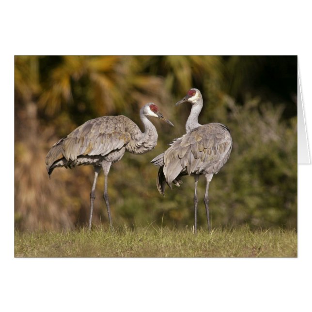 Sandhill Cranes (Front Horizontal)