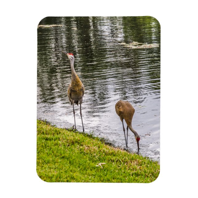 Sandhill Cranes at a Florida Lake Magnet (Vertical)