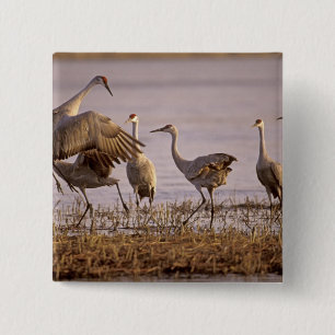 Sandhill Cranes Grus canadensis) Platte 15 Cm Square Badge