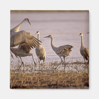 Sandhill Cranes Grus canadensis) Platte