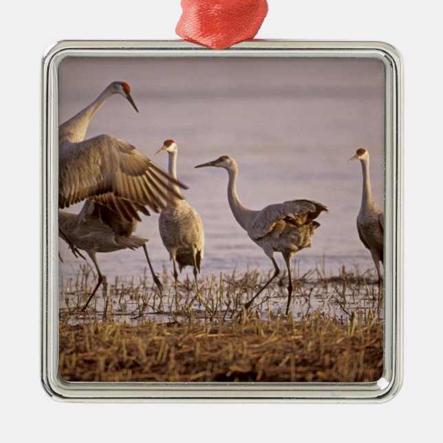Sandhill Cranes Grus canadensis) Platte Metal Tree Decoration (Front)
