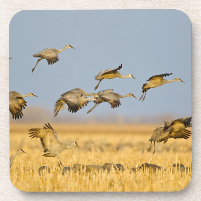 Sandhill cranes land in corn fields coaster (Front)