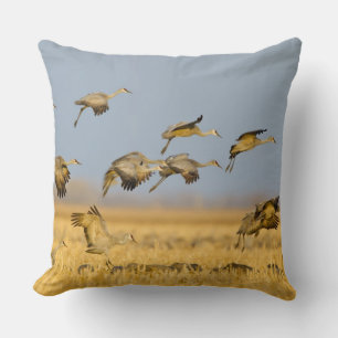 Sandhill cranes land in corn fields cushion