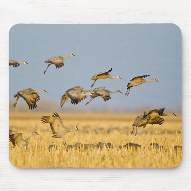 Sandhill cranes land in corn fields mouse pad (Front)