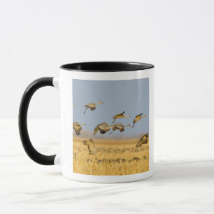 Sandhill cranes land in corn fields mug