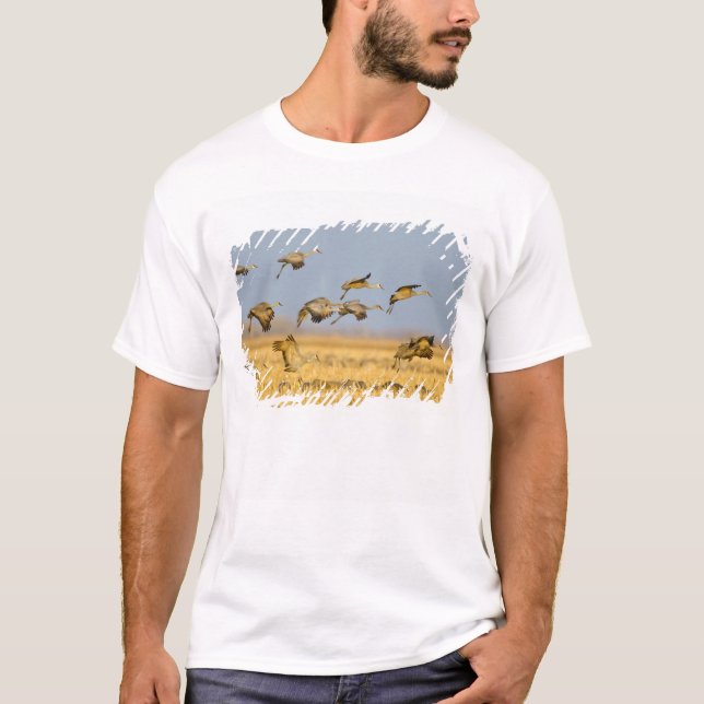 Sandhill cranes land in corn fields T-Shirt (Front)