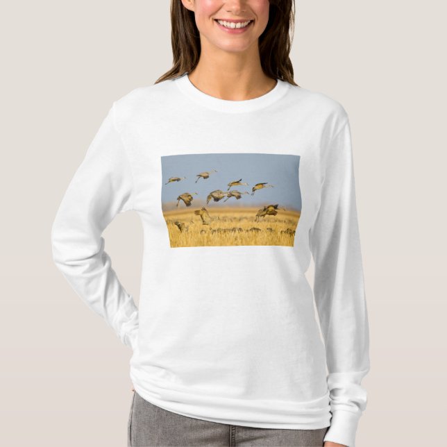 Sandhill cranes land in corn fields T-Shirt (Front)