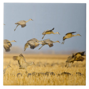 Sandhill cranes land in corn fields tile