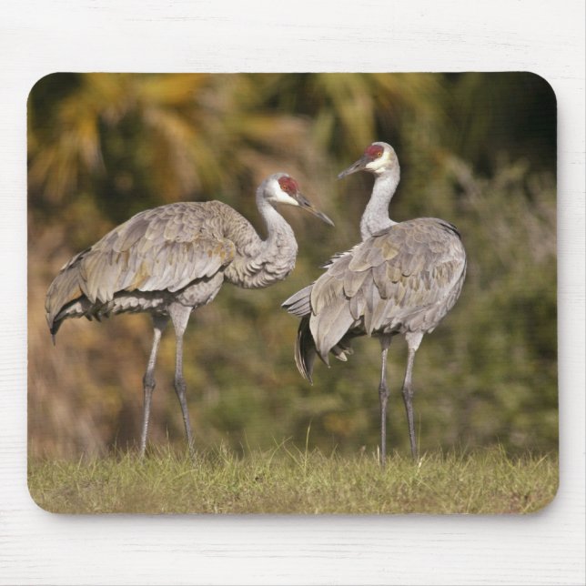 Sandhill Cranes Mouse Pad (Front)
