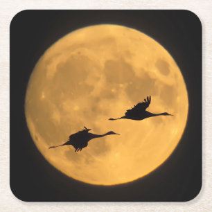 Sandhill Cranes   National Wildlife Reserve Square Paper Coaster