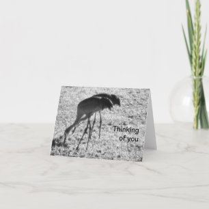 Sandhill cranes on Thinking of You card