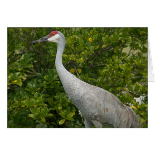 Sandhill Cranes Photo