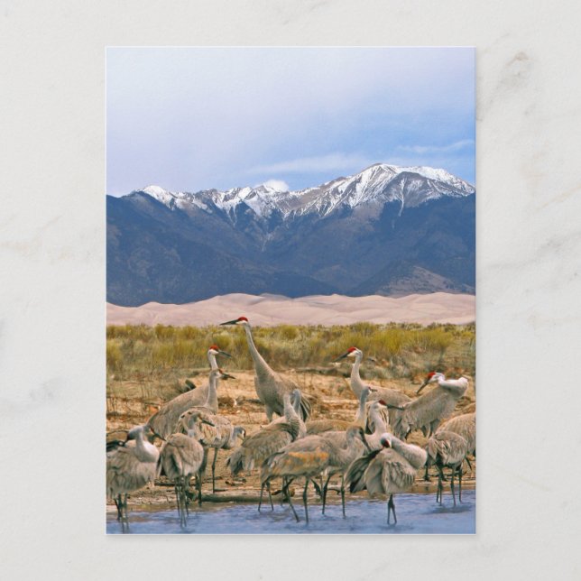 Sandhill Cranes Photo Postcard (Front)