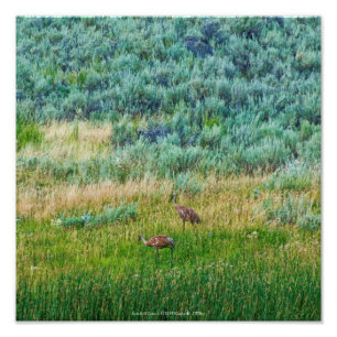 Sandhill Cranes Photo Print