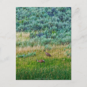Sandhill Cranes Postcard