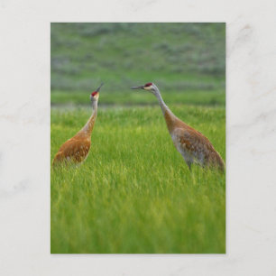 Sandhill Cranes Postcard