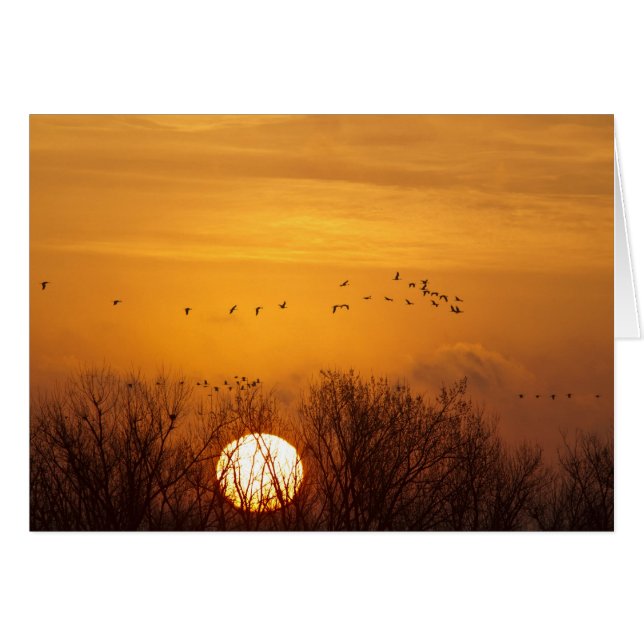 Sandhill cranes silhouetted aginst rising sun (Front Horizontal)