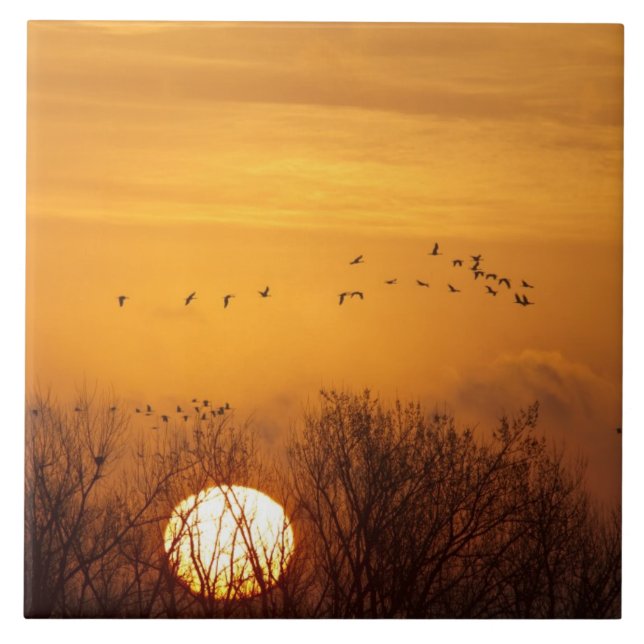 Sandhill cranes silhouetted aginst rising sun tile (Front)