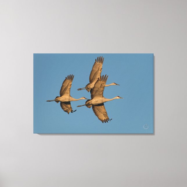 Sandhill Cranes Stretched Canvas Print (Front)