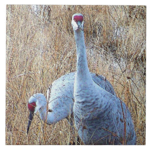 Sandhill Cranes Tile