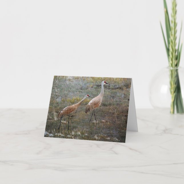 Sandhill Cranes Wildlife Greeting Card (Front)
