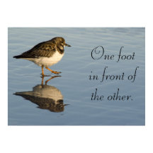 Sandpiper bird motivational Poster