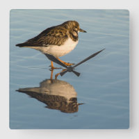 Sandpiper Bird Photo Reflection Ocean Clock