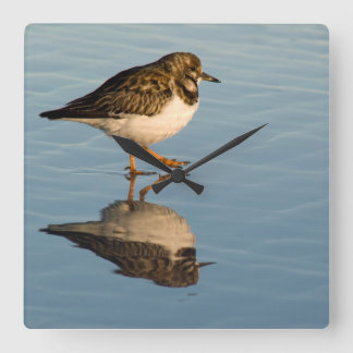 Sandpiper Bird Photo Reflection Ocean Clock