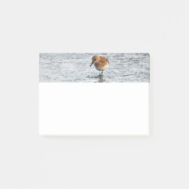 Sandpiper Bird Photo Stationery 4x3 Post-it Notes (Front)