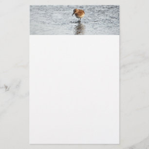 Sandpiper Bird Photo Stationery Paper