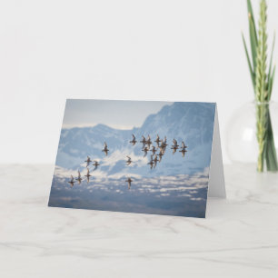 Sandpiper Nature Photo Card
