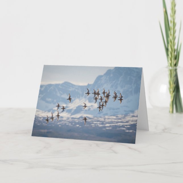 Sandpiper Nature Photo Card (Front)