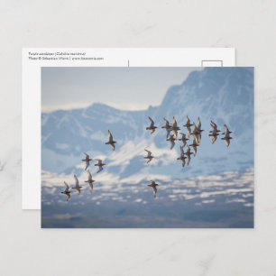 Sandpiper Nature Photo Postcard