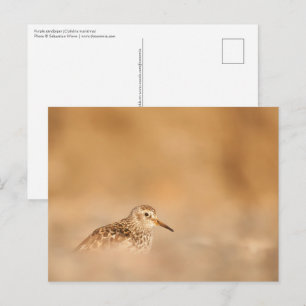 Sandpiper Nature Photo Postcard