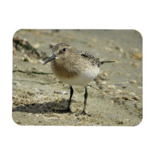Sandpiper on the Beach Magnet