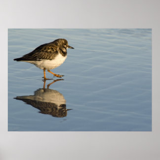 Sandpiper on Water Print