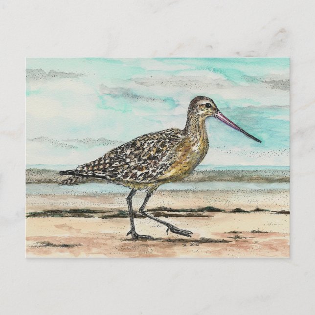 Sandpiper Postcard (Front)