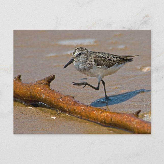Sandpiper Postcard (Front)